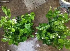 灰熊队内火药味越来越浓，内讧传出的简单介绍