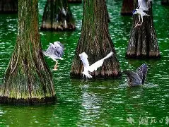 瑞典代表团喜拔头筹,光宗耀祖 瑞典代表团喜拔头筹,光宗耀祖